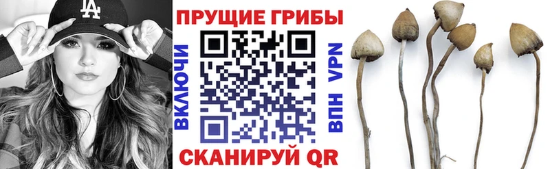 где купить наркоту  Киржач  Псилоцибиновые грибы Psilocybe 